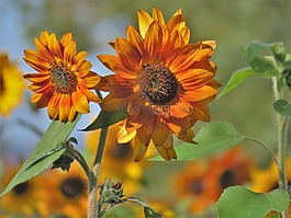 花,向日葵,锈