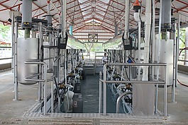 牛,擠奶,牛奶