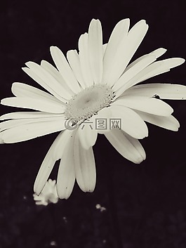花,白,開(kāi)花