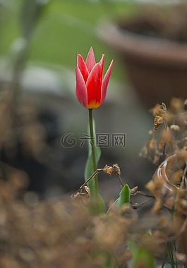 郁金香,紅色,花