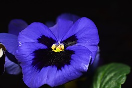 潘茜,鮮花,藍(lán)色