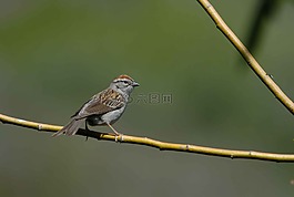 麻雀,鳥(niǎo),強(qiáng)
