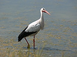鳥(niǎo),鸛,動(dòng)物