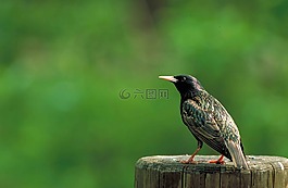 鳥,歐椋鳥,歐洲