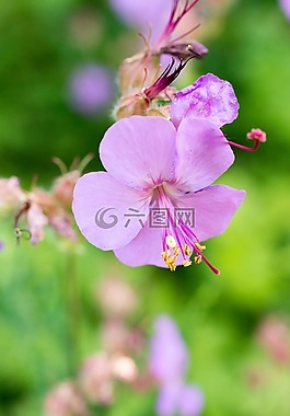開花,粉紅色,花園