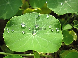 雨滴,葉子,性質(zhì)