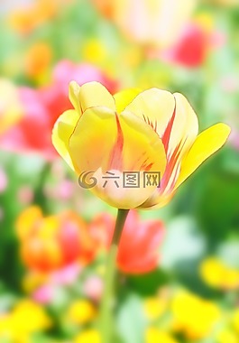 郁金香,花,春天