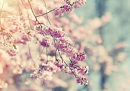 树,开花,粉红色