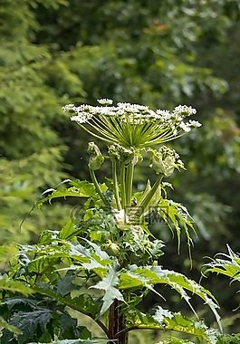 hogweed,有毒植物,性质