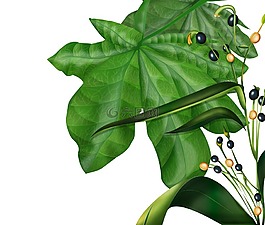 植物,漿果,葉