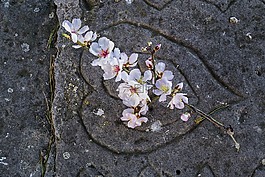 花,鮮花,杏仁
