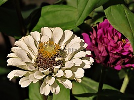 花,白,黃色