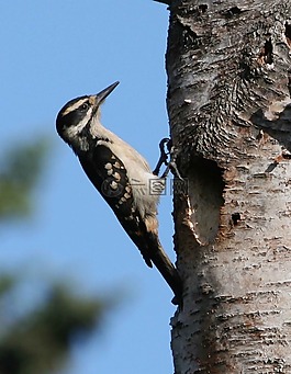 villosus,picoides,毛