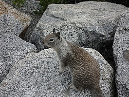 松鼠,約塞米蒂國家公園,巖