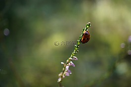 瓢蟲(chóng),花,太陽(yáng)