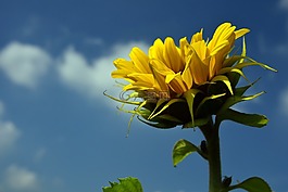 太陽花,天空,藍(lán)色