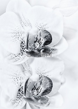 蝴蝶蘭,雙手幫助,蘭花