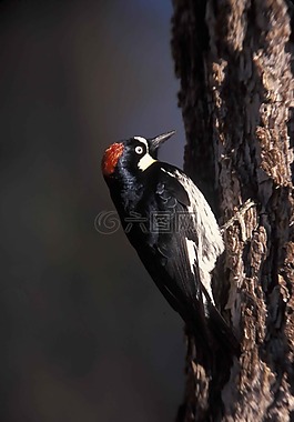formicivorus,melanerpes,樹皮