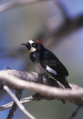 formicivorus,melanerpes,橡子