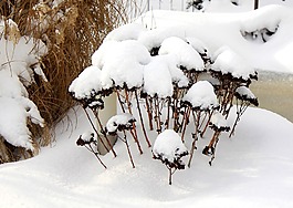 冬天,雪,winterimpression