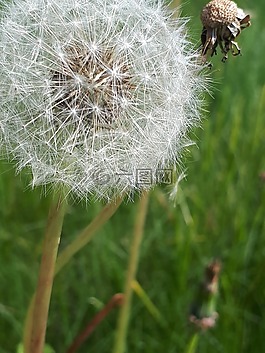 蒲公英,草