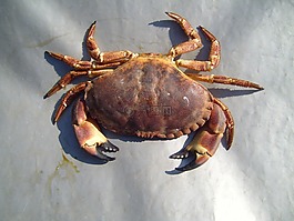 蟹,節(jié)肢動物,龍蝦