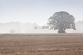 樹(shù),耕地,字段