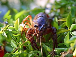 小龍蝦,crawdads,龍蝦