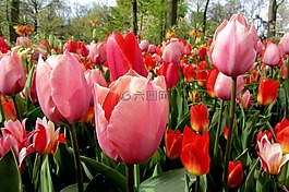 郁金香,紅色郁金香,荷蘭