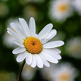 花,性質(zhì),花園
