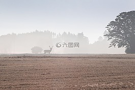 樹(shù),耕地,字段