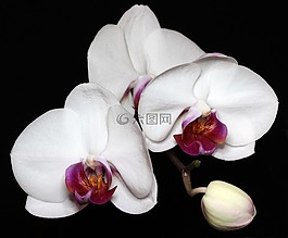 蘭花,花,異國(guó)情調(diào)