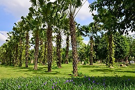 vangiang,公園,秋