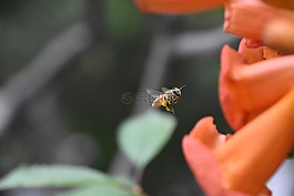 蜜蜂,紅花,飛翔