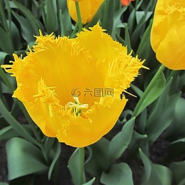 郁金香,黃色,春天
