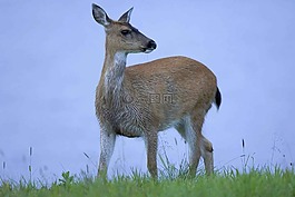 sitkensis,野驴,odocoileus