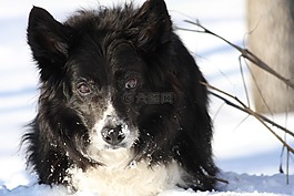 雪,狗,牧羊犬