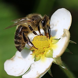 蜜蜂,花,昆蟲
