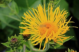 花,黃色,花園