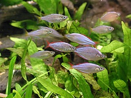 魚,植物,水族館