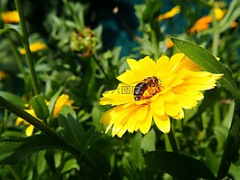 萬(wàn)壽菊,蜜蜂,花粉