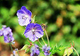 紫色,蜜蜂,花園