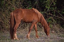 馬,野馬,動物