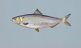 鯡魚,魚,藍背魚