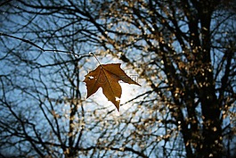 葉,太陽(yáng),黃色