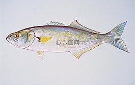 竹莢魚,魚類,動物