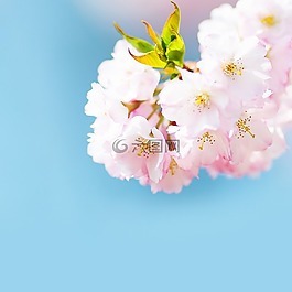 開花,粉紅色,布什