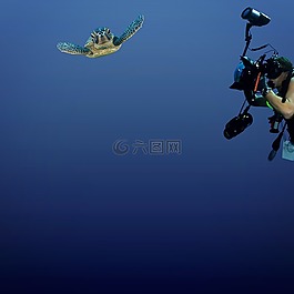 海洋生命,龜,水下