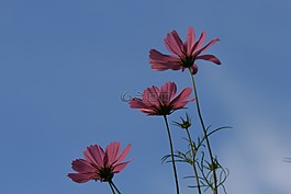 三個宇宙,鮮花,宇宙