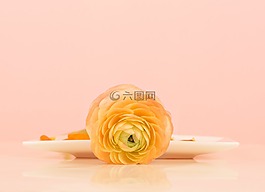 毛茛屬植物,靜物,開花